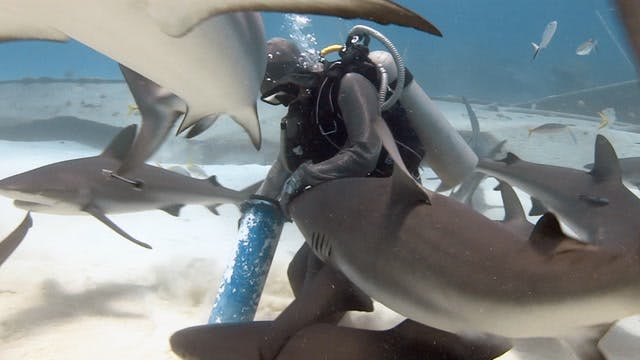 2. Save This Shark