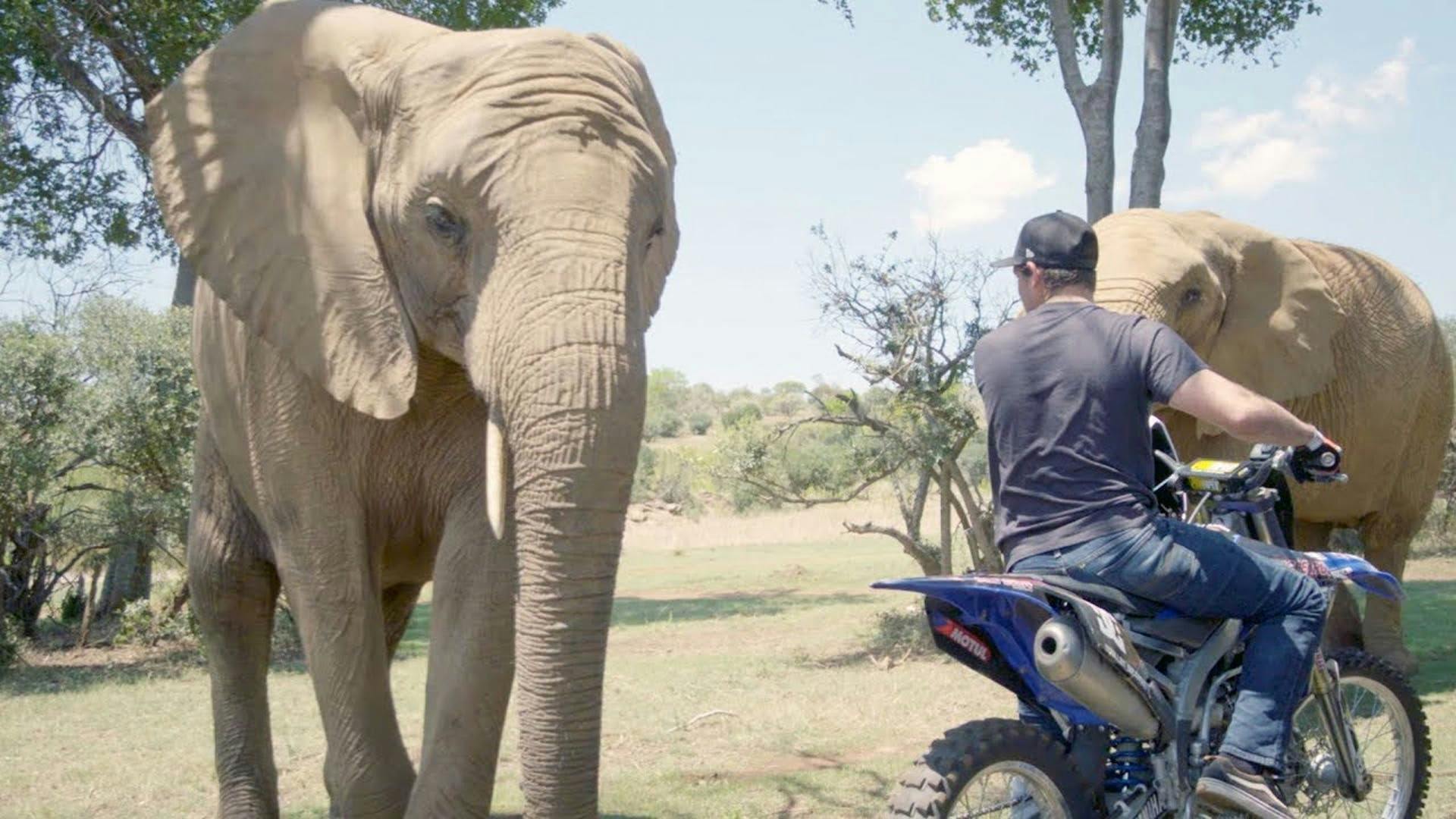Elephants React to Dirtbikes